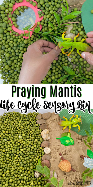 Praying Mantis Life Cycle Sensory Bin