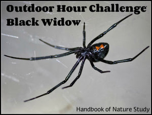 Outdoor Hour Challenge:  Black Widow Nature Study