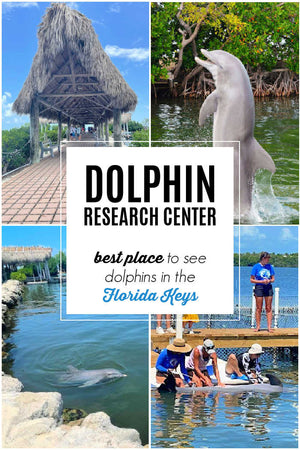 Best Place to See Dolphins in the Keys: Dolphin Research Center