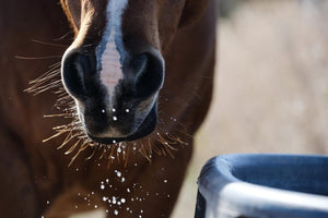 Keeping Your Horse’s Water Clean, Presented by Kentucky Performance Products