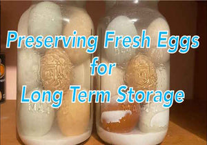 How to Preserve Eggs In Water Glassing For Long-Term Storage