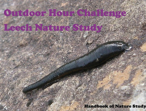 Outdoor Hour Challenge:Leech Nature Study